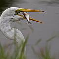 Egret Having Lunch