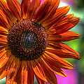Sunflower Norfolk Botanical Garden